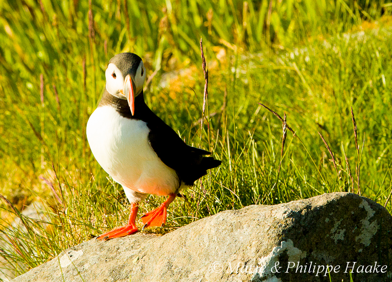 Macareux 3208.jpg - Macareux moine, Fratercula arctica, Atlantic Puffin (Norvège, juin 2012)